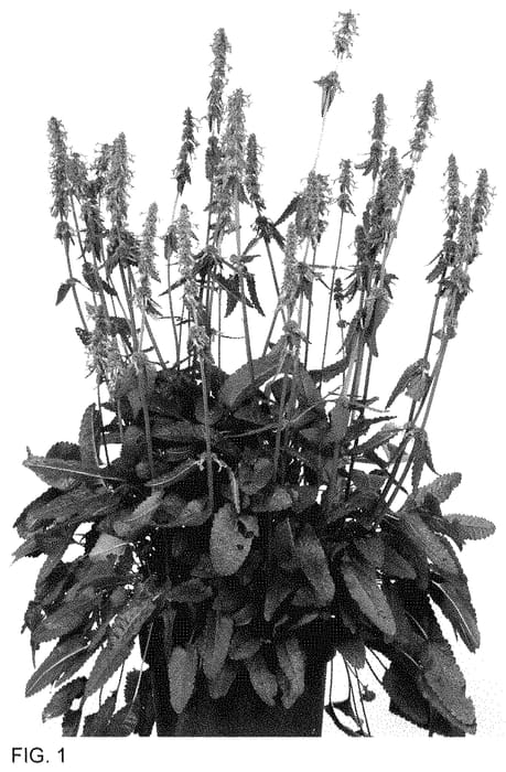 Figure 1 of US plant patent PP35293, the photograph of Summer Grapes printed in the patent.