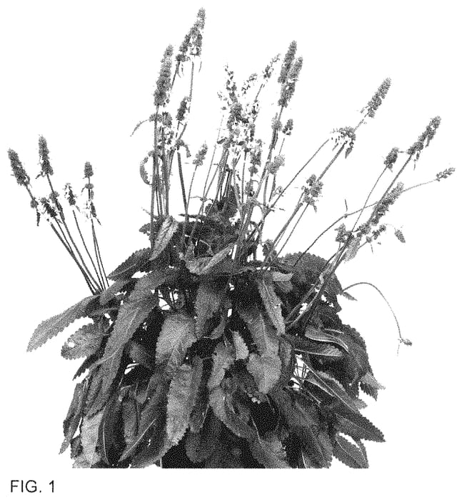 Figure 1 of US plant patent PP35294, the photograph of Summer Snowcone printed in the patent.
