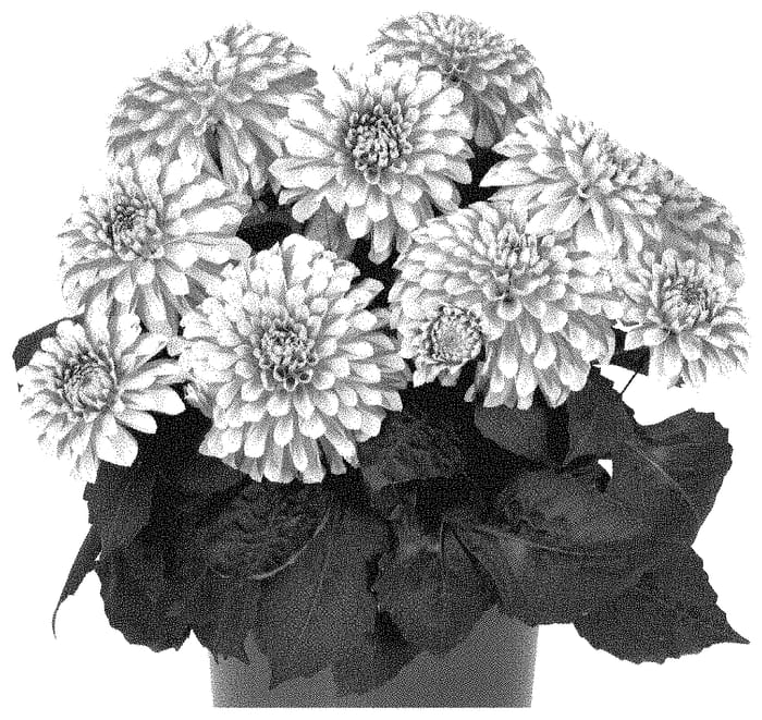 Figure 1 of US plant patent PP35295, the photograph of Dodahyproswi printed in the patent.