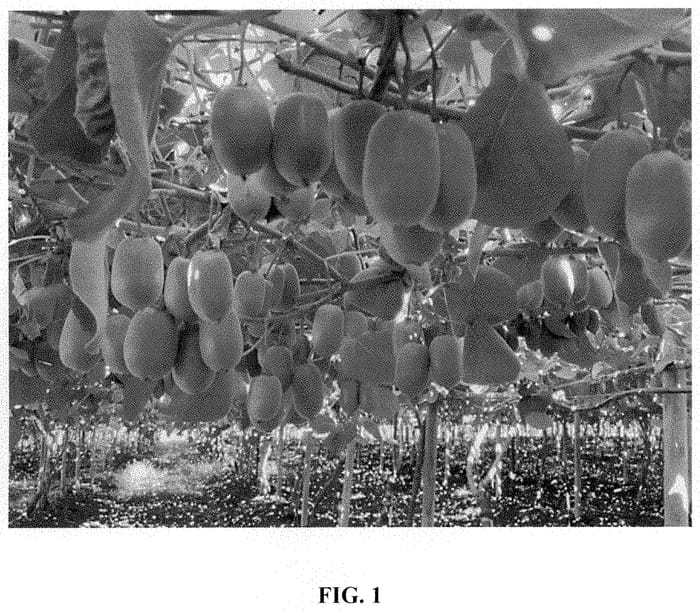 Figure 1 of US plant patent PP35296, the photograph of Y19 printed in the patent.