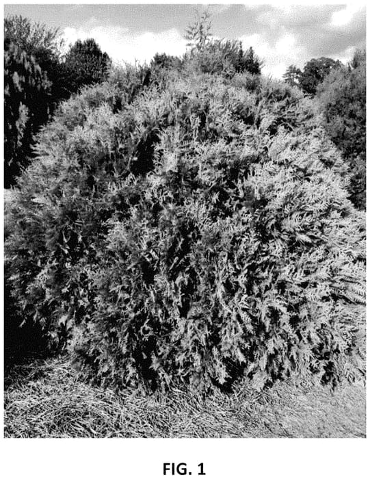 Figure 1 of US plant patent PP35297, the photograph of RutThu4 printed in the patent.