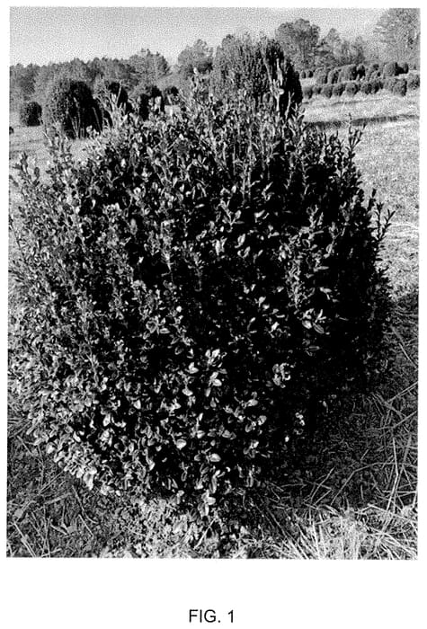 Figure 1 of US plant patent PP35298, the photograph of BSPSN printed in the patent.