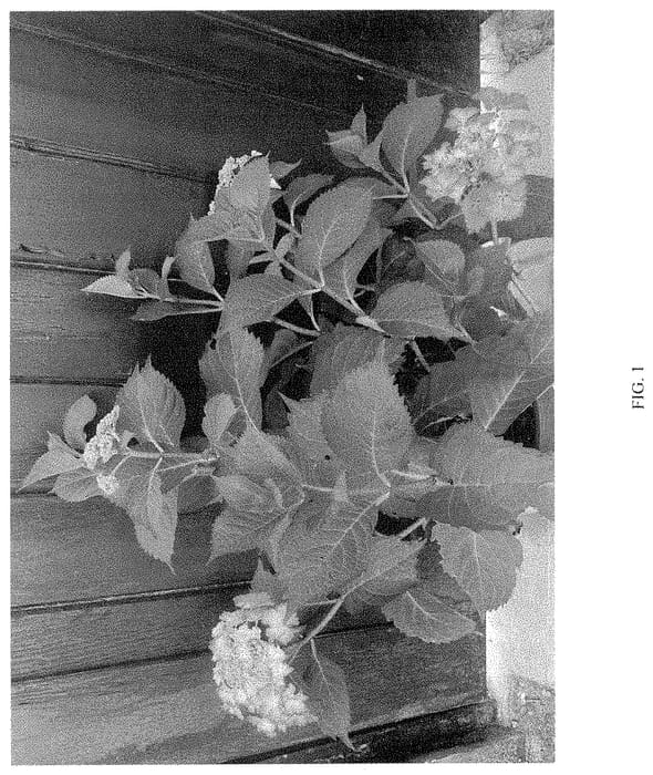 Figure 1 of US plant patent PP35299, the photograph of CAMFRE29 printed in the patent.