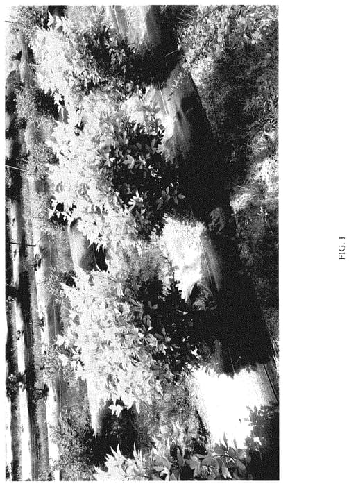 Figure 1 of US plant patent PP35300, the photograph of MINPAPAN1 printed in the patent.