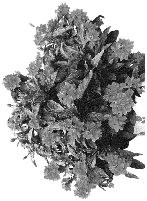 Figure 1 of US plant patent PP35301, the photograph of Docroswat printed in the patent.