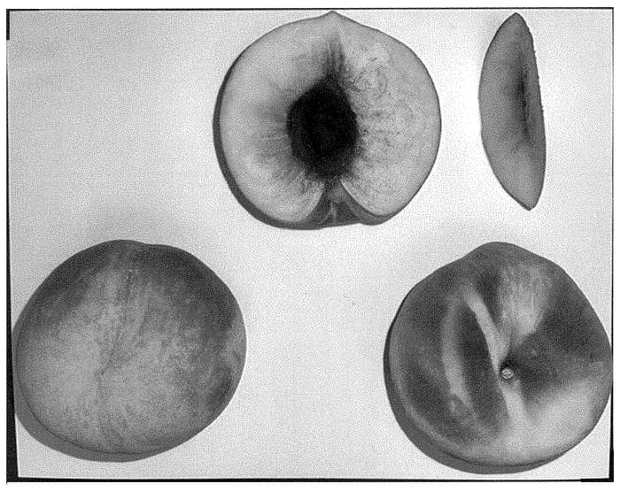 Figure 1 of US plant patent PP35302, the photograph of Wapeachthree printed in the patent.