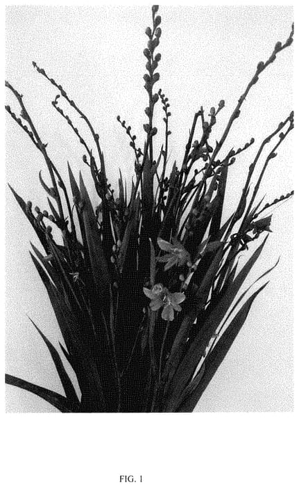 Figure 1 of US plant patent PP35303, the photograph of DARK FIRE printed in the patent.