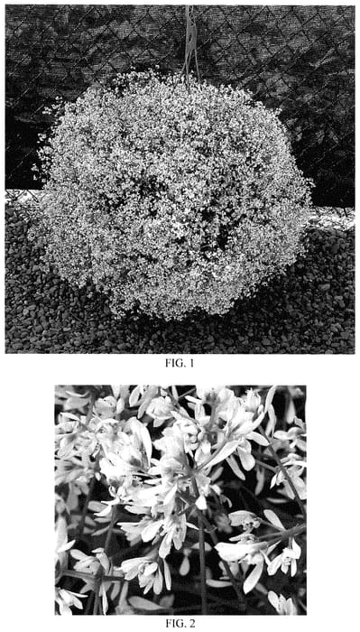 Figure 1 of US plant patent PP35304, the photograph of Baleuphflur printed in the patent.