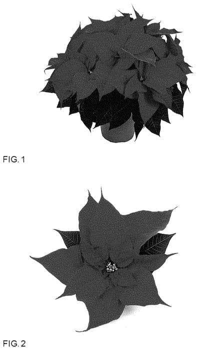 Figure 1 of US plant patent PP35305, the photograph of LAZZPO1615 printed in the patent.