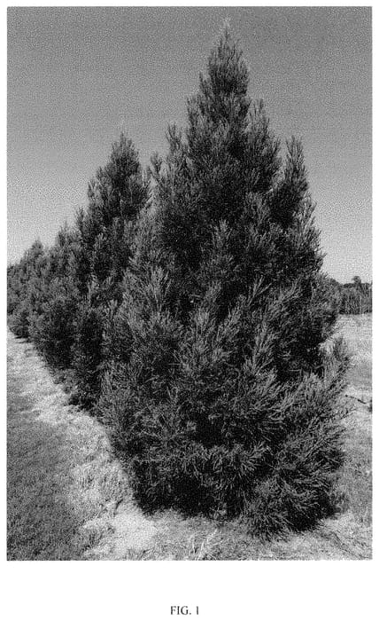 Figure 1 of US plant patent PP35306, the photograph of CJMTFZ printed in the patent.