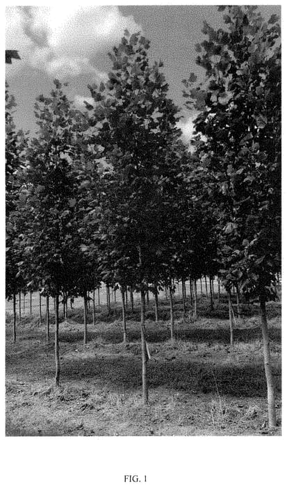 Figure 1 of US plant patent PP35307, the photograph of LTMTF printed in the patent.