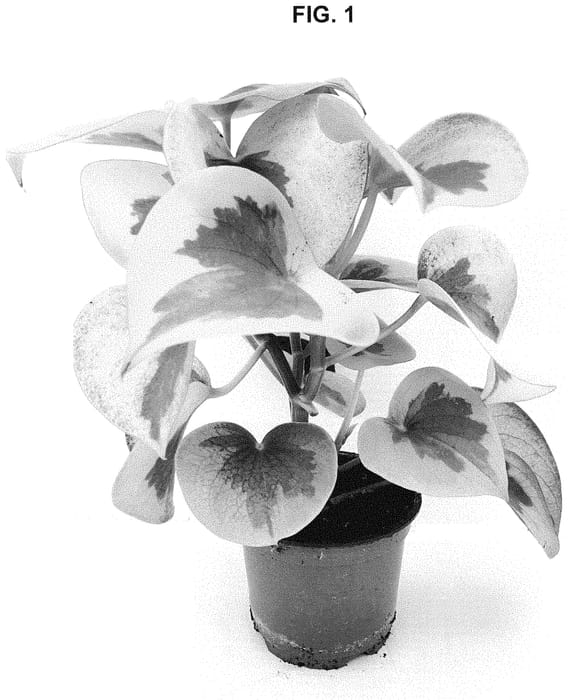 Figure 1 of US plant patent PP35308, the photograph of Verdant Flame printed in the patent.