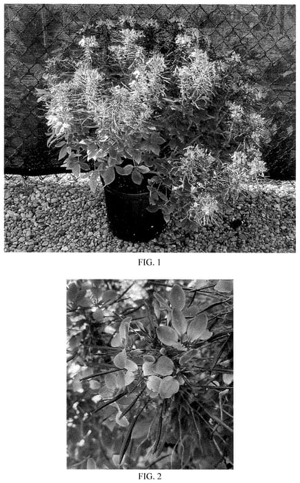 Figure 1 of US plant patent PP35309, the photograph of Balcleoleam printed in the patent.