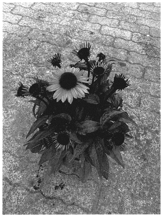 Figure 1 of US plant patent PP35310, the photograph of BullEchipur 110 printed in the patent.