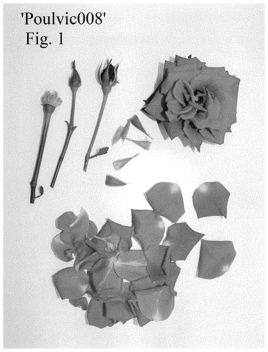 Figure 1 of US plant patent PP35311, the photograph of Poulvic008 printed in the patent.