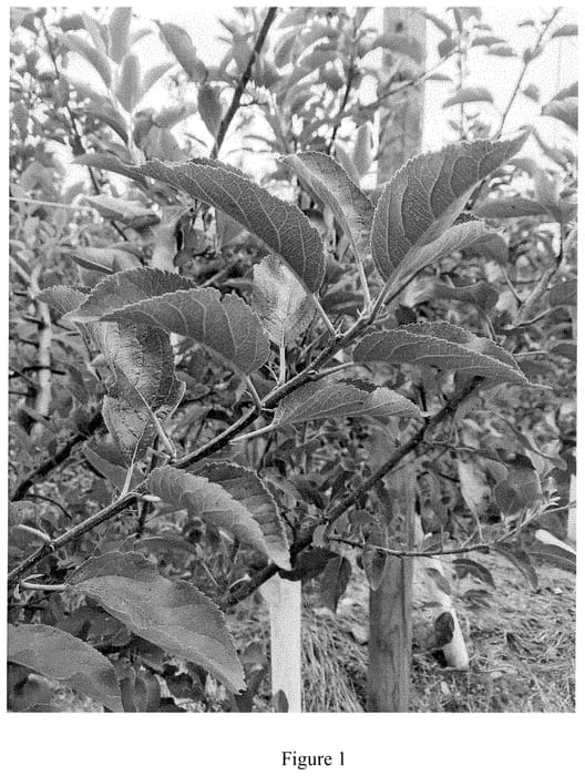 Figure 1 of US plant patent PP35312, the photograph of DRF 28 Cltv printed in the patent.