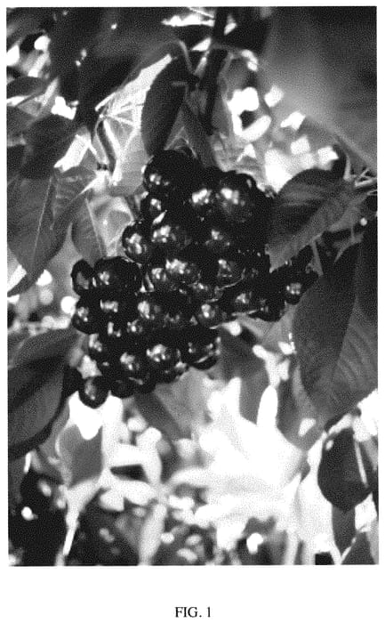 Figure 1 of US plant patent PP35313, the photograph of SPC495 printed in the patent.