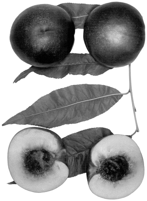 Figure 1 of US plant patent PP35314, the photograph of Cassie's Jewel printed in the patent.