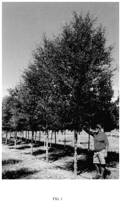 Figure 1 of US plant patent PP35315, the photograph of QVMTFS printed in the patent.