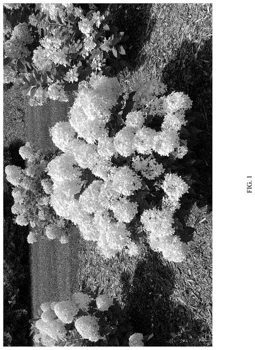 Figure 1 of US plant patent PP35316, the photograph of NCHP1 printed in the patent.