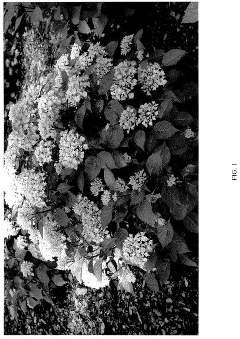 Figure 1 of US plant patent PP35317, the photograph of SMNHMTB printed in the patent.