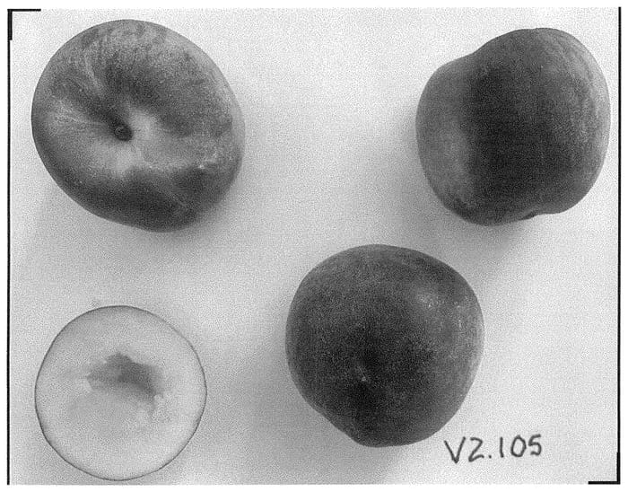 Figure 1 of US plant patent PP35318, the photograph of Wapeachfour printed in the patent.