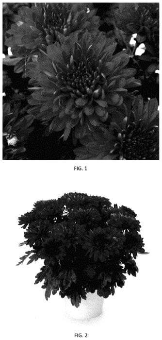 Figure 1 of US plant patent PP35319, the photograph of CIDZ0117 printed in the patent.