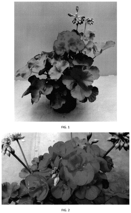 Figure 1 of US plant patent PP35320, the photograph of PEQZ0101 printed in the patent.