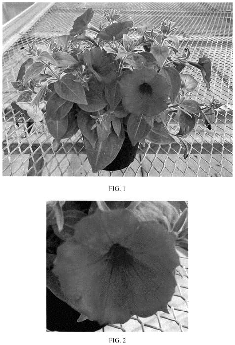 Figure 1 of US plant patent PP35321, the photograph of Balsursre printed in the patent.