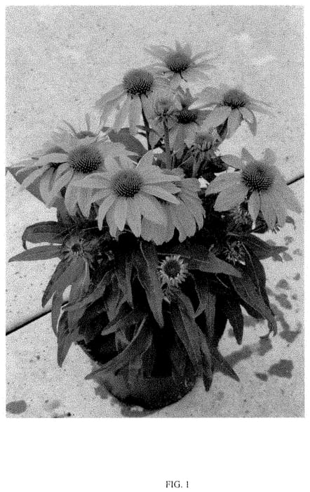 Figure 1 of US plant patent PP35322, the photograph of PEECHPANGO printed in the patent.