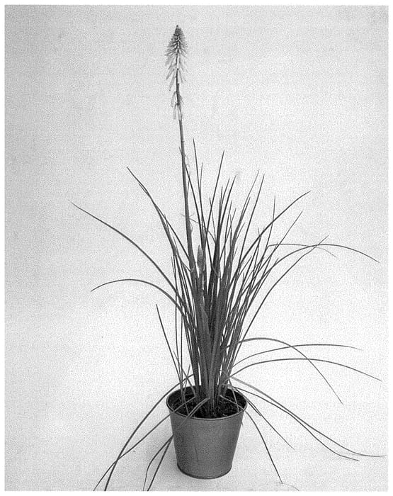 Figure 1 of US plant patent PP35323, the photograph of KLEKN22193 printed in the patent.