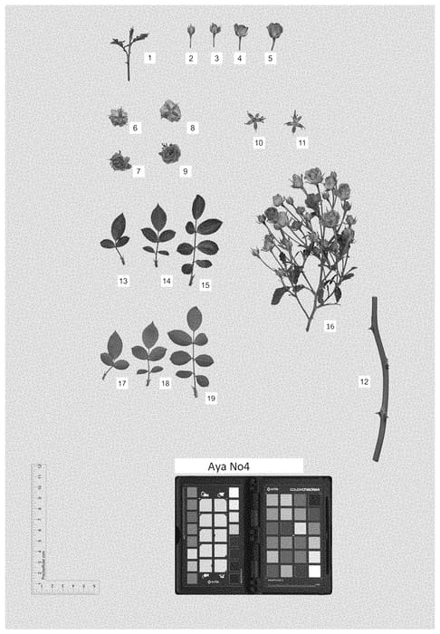 Figure 1 of US plant patent PP35324, the photograph of AYA NO4 printed in the patent.