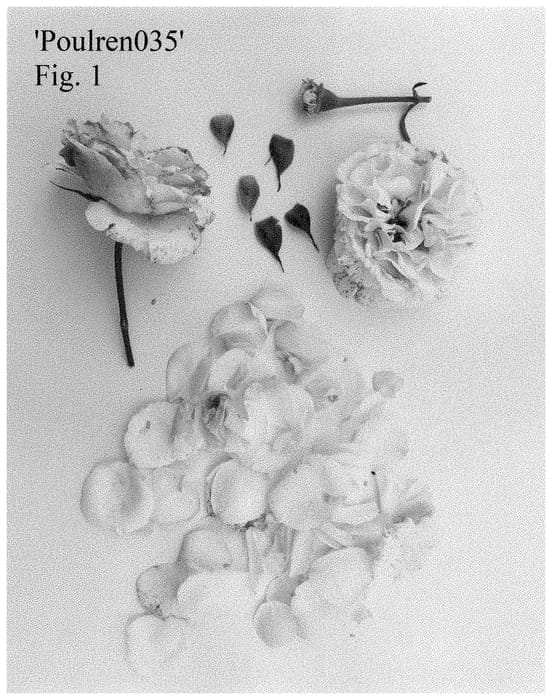 Figure 1 of US plant patent PP35325, the photograph of Poulren035 printed in the patent.