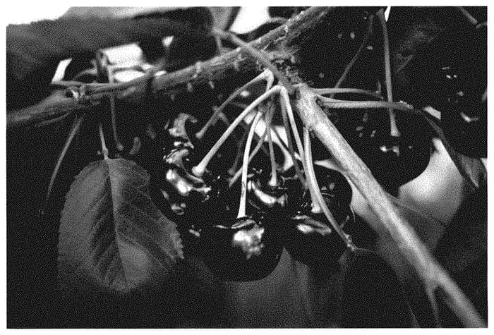 Figure 1 of US plant patent PP35326, the photograph of SPC414 printed in the patent.