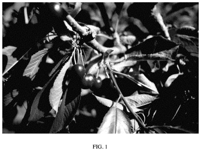 Figure 1 of US plant patent PP35327, the photograph of SPC424 printed in the patent.