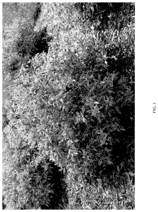 Figure 1 of US plant patent PP35328, the photograph of FLORACLAR printed in the patent.