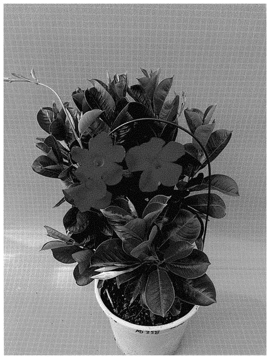 Figure 1 of US plant patent PP35329, the photograph of TVMD258 printed in the patent.
