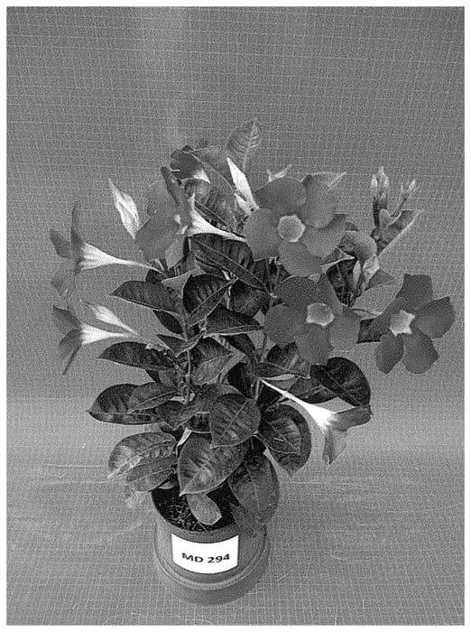 Figure 1 of US plant patent PP35330, the photograph of TVMD294 printed in the patent.