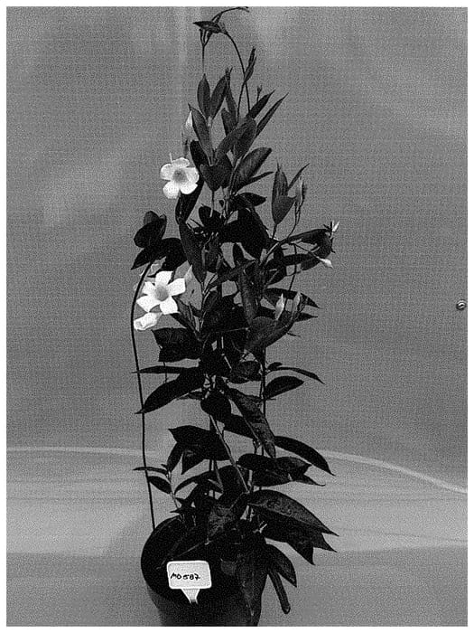 Figure 1 of US plant patent PP35331, the photograph of TVMD587 printed in the patent.