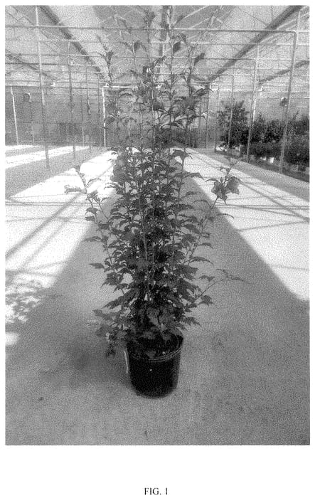 Figure 1 of US plant patent PP35332, the photograph of GFNHSRP printed in the patent.