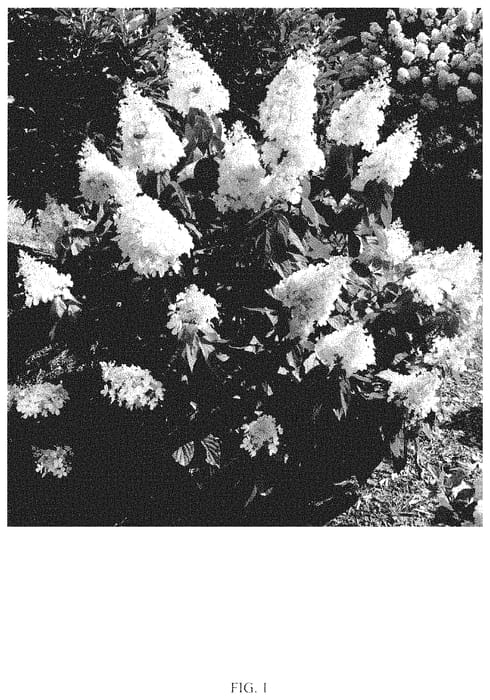 Figure 1 of US plant patent PP35334, the photograph of ILVOHPPRM printed in the patent.