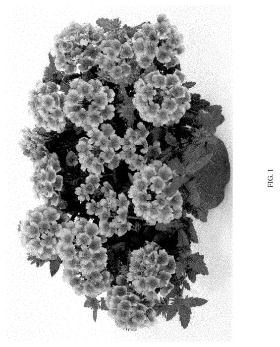 Figure 1 of US plant patent PP35335, the photograph of DVERVACMRS printed in the patent.