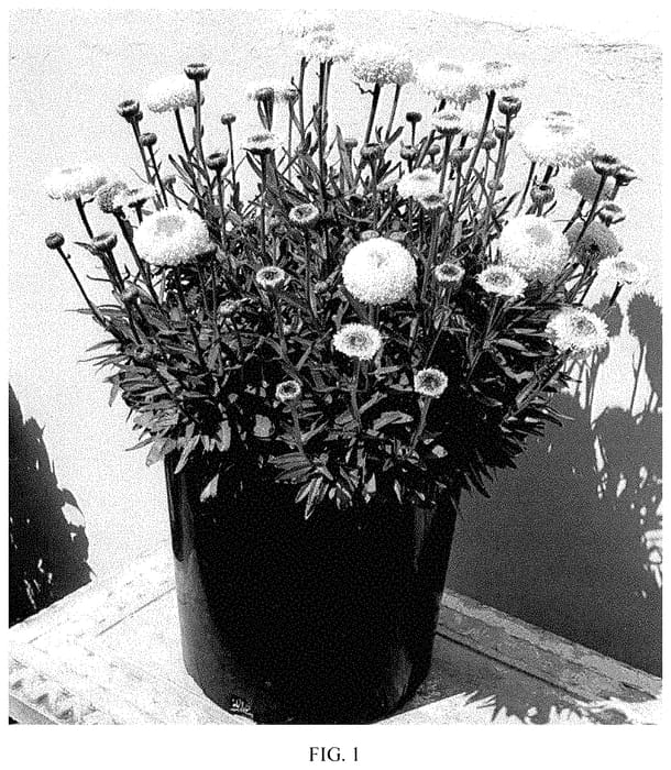 Figure 1 of US plant patent PP35336, the photograph of Real Tiny Bubbles printed in the patent.