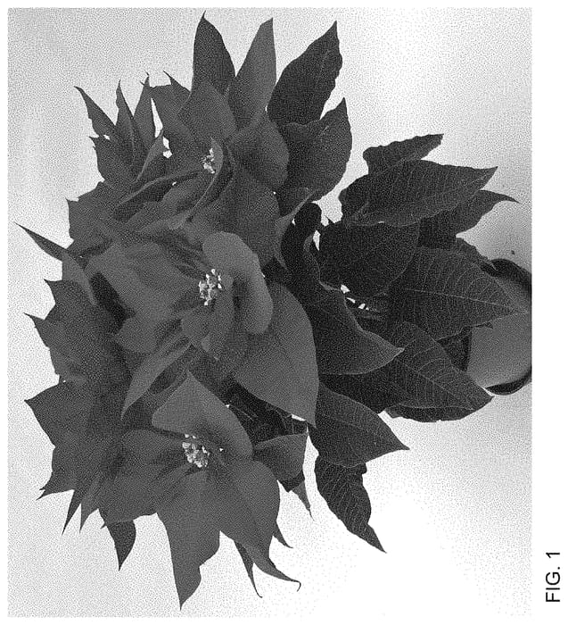 Figure 1 of US plant patent PP35337, the photograph of RINE 19806 printed in the patent.