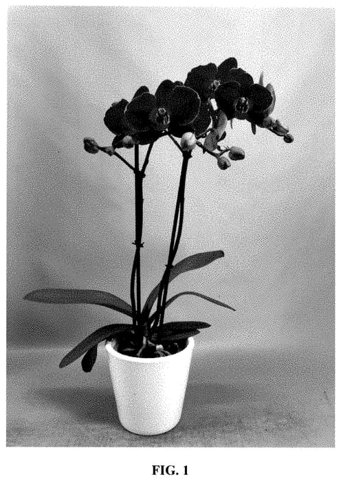 Figure 1 of US plant patent PP35338, the photograph of PHA352347 printed in the patent.