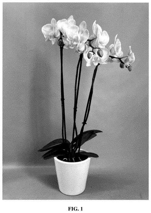 Figure 1 of US plant patent PP35339, the photograph of PHA602768 printed in the patent.
