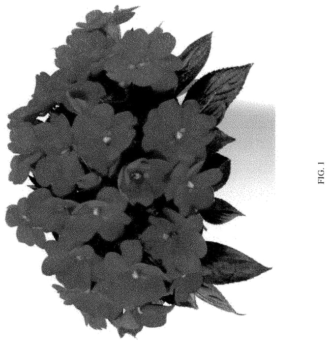 Figure 1 of US plant patent PP35340, the photograph of DIMPSLNRD printed in the patent.