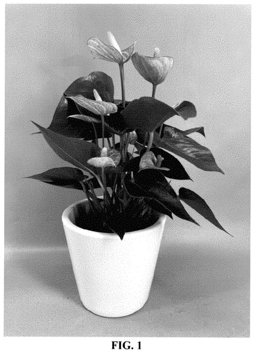 Figure 1 of US plant patent PP35341, the photograph of AN2667176 printed in the patent.