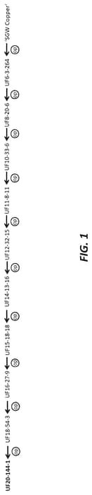 Figure 1 of US plant patent PP35342, the photograph of UF20-144-1 printed in the patent.