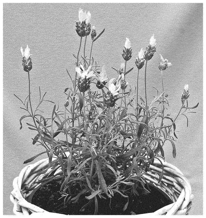 Figure 1 of US plant patent PP35343, the photograph of IB61003 printed in the patent.